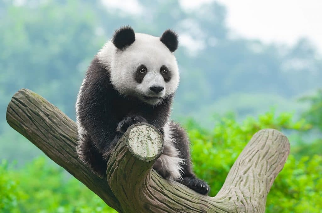 谷歌熊猫更新
