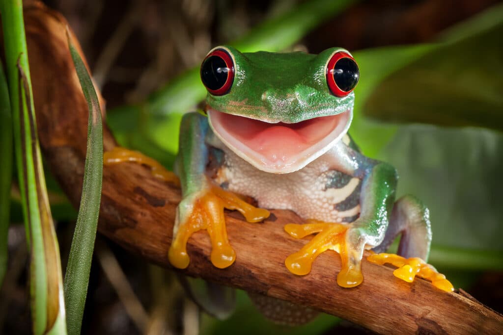 Screaming Frog SEO Spider