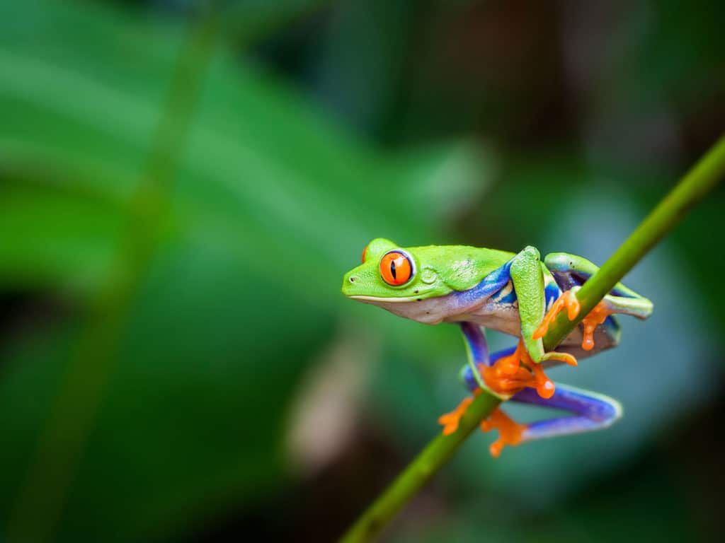 Screaming Frog: Posição do link