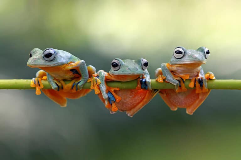 Why is Screaming Frog not crawling all URLs? - SEO North