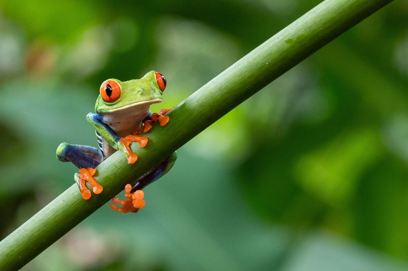 screaming frog