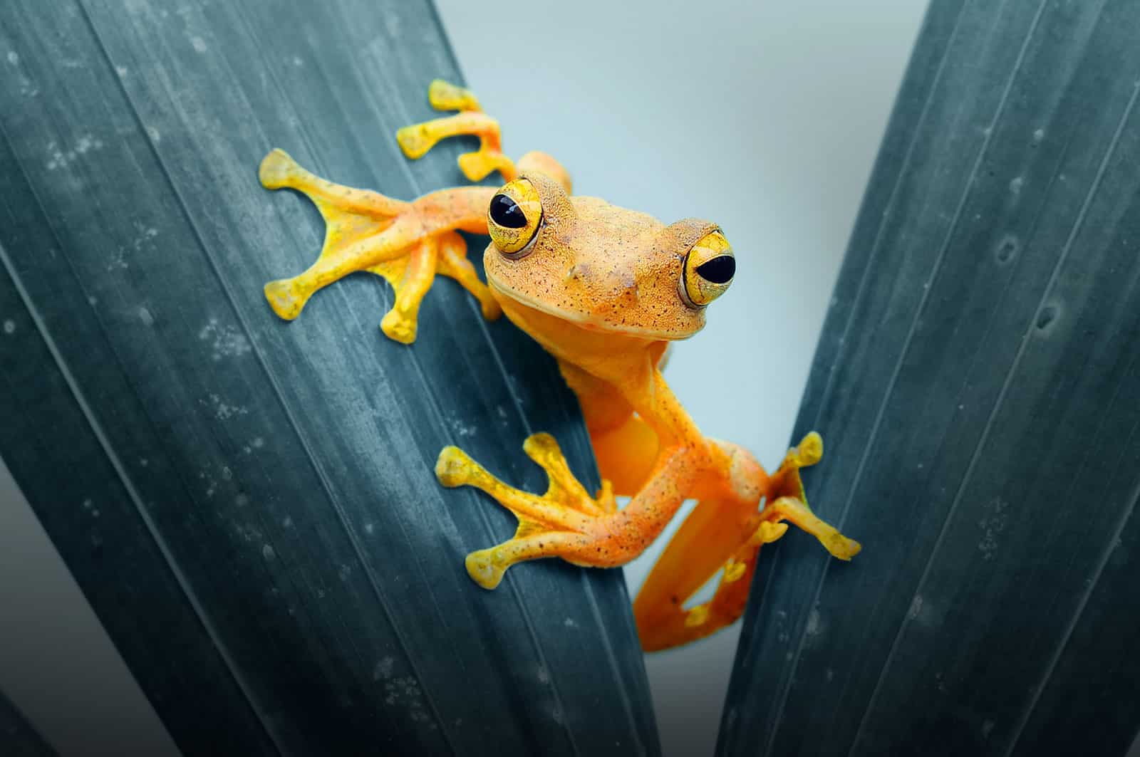 screaming frog