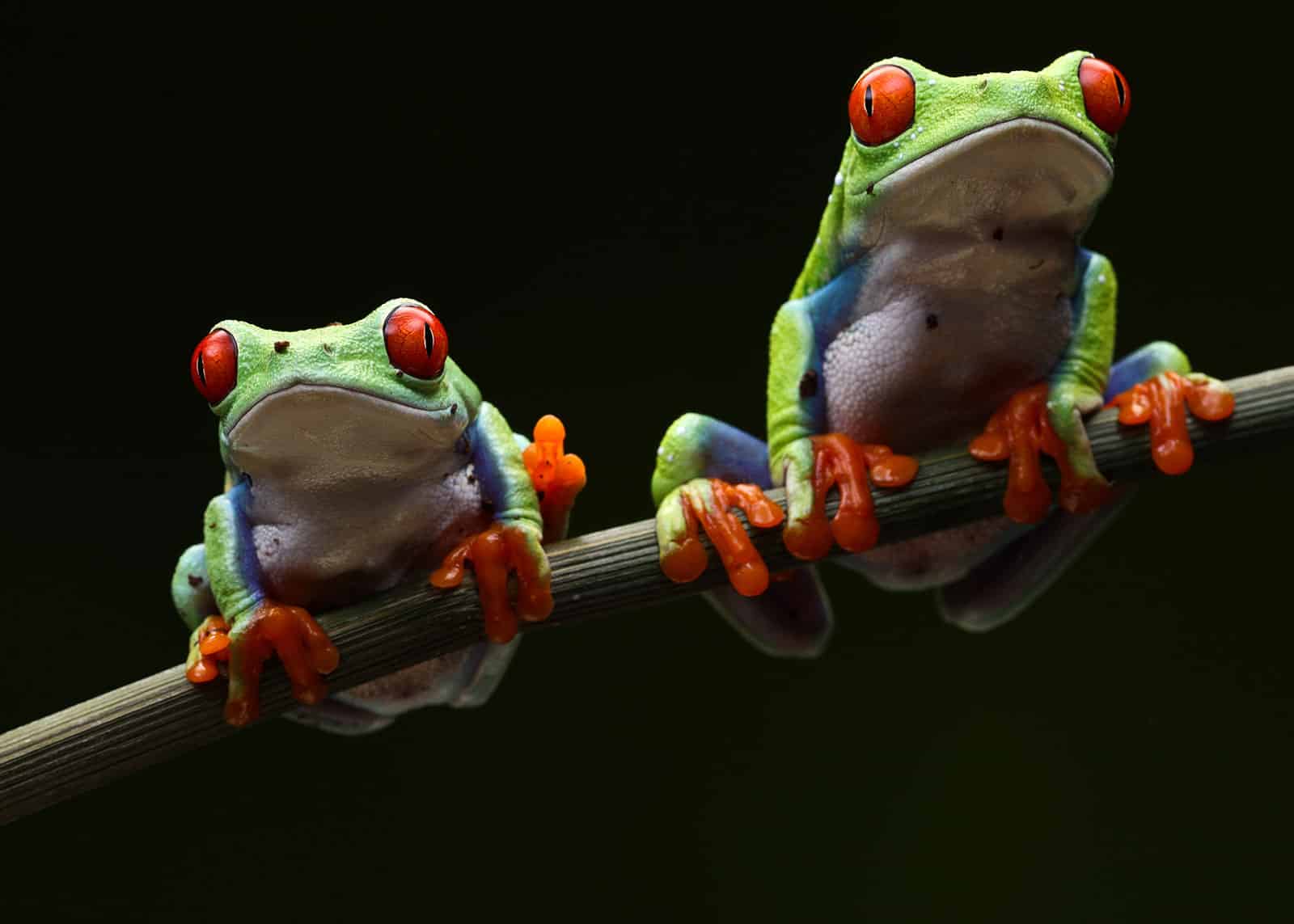 鳴き蛙