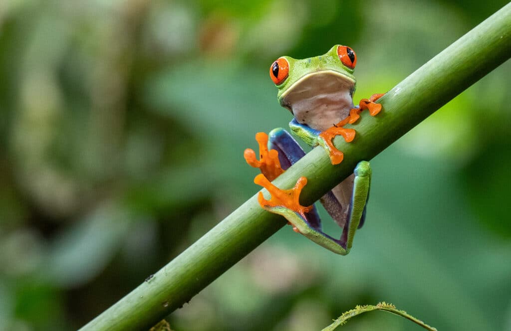 grenouille hurlante